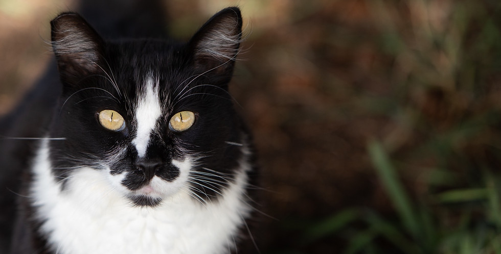 black and white ear-tipped cat with piercing yellow eyes