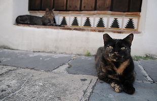 ear-tipped tortoiseshell outdoor cat sitting near building