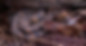 Water_Moccasin.jpg