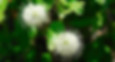 Buttonbush.jpg