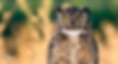 Great_Horned_Owl.jpg