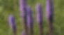 Liatris.jpg