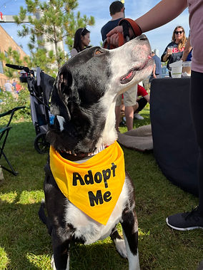 Adoptable Dog.jpg