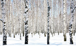 winter.jpg