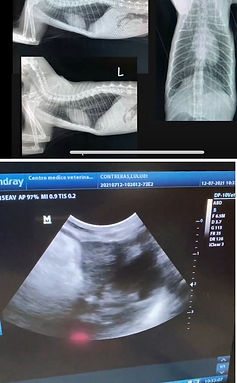 imagenologia.jpg