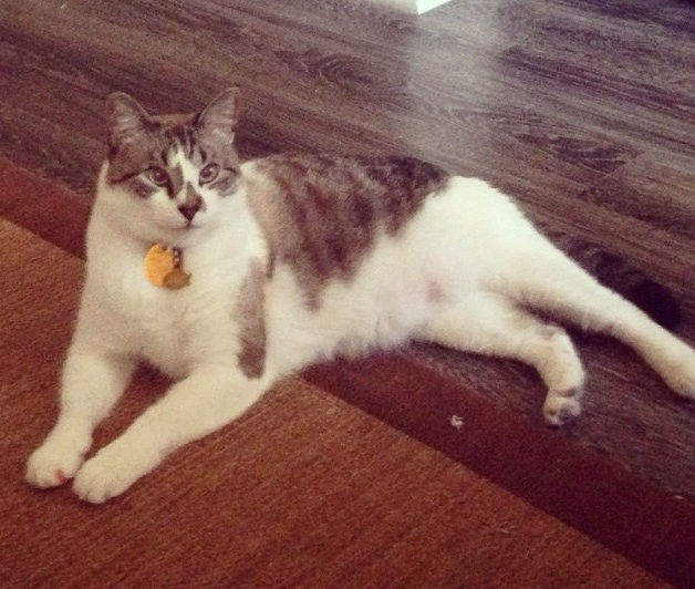 Chico FOUND cat.jpg