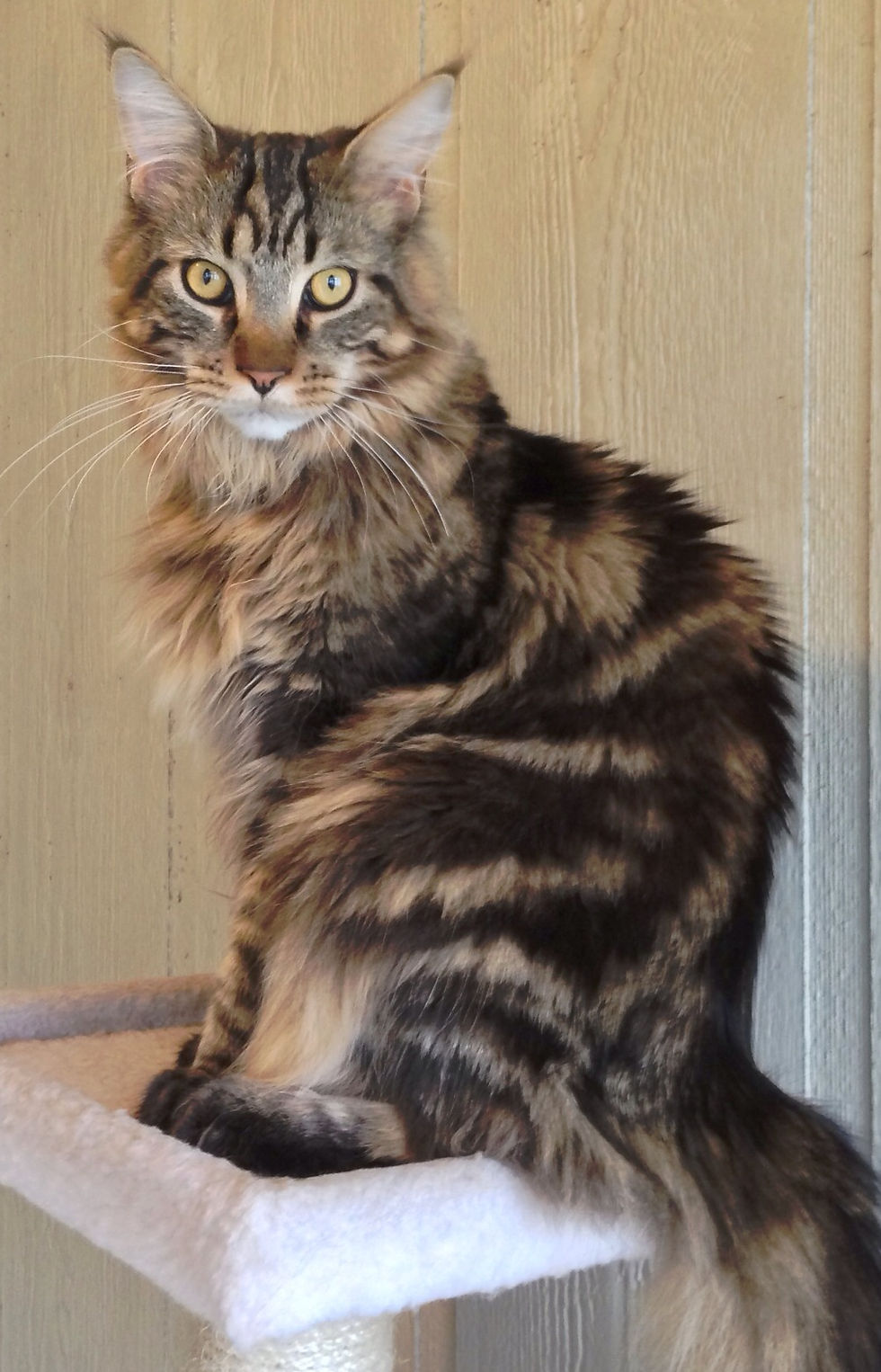 Jones Regal Austin cat found.jpg