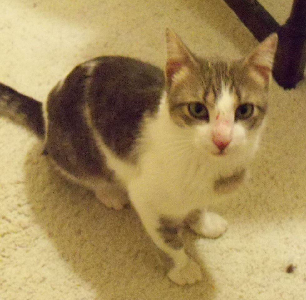 Spencer cat Found face.jpg