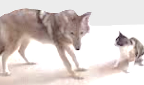 lost cat coyote danger eat my cat