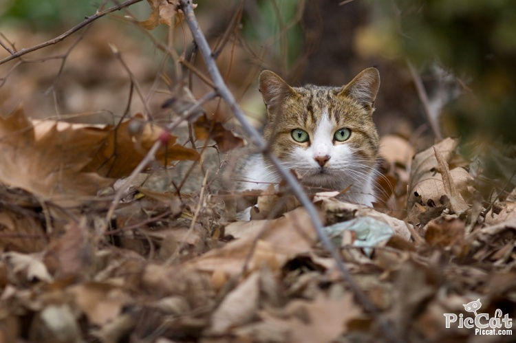 Lost cat Austin TX.jpg