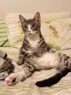 Lost cat found in Miami Florida