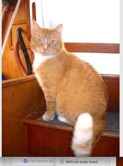 lost cat found on boat Mexico