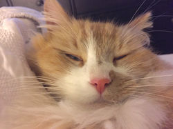 Strawberry lost cat found after 56 days