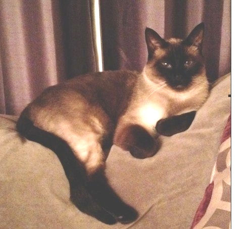 Neville lost cat found ontario-filtered-6.jpeg