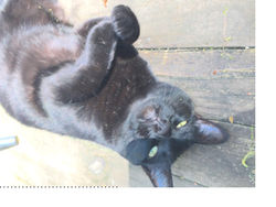 Found cat Chapel Hill NC
