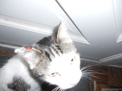 lost cat found in Michigan winter