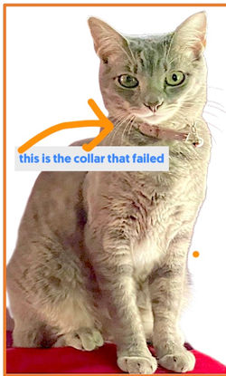 gladys collar failure pic