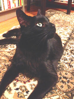 AmyFound cat.jpg