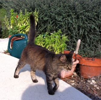 PETRA Tabby Found.jpg