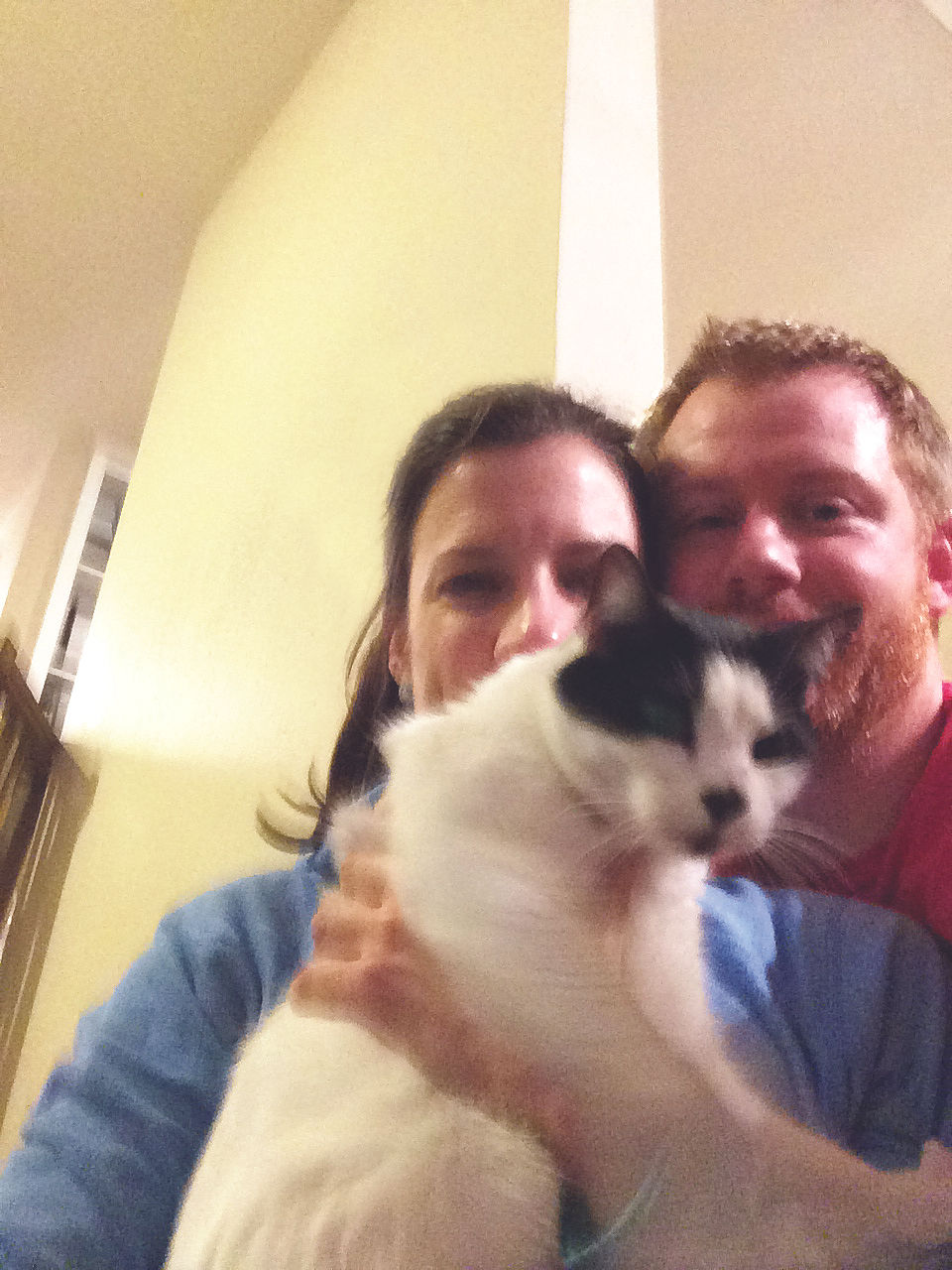 Lost Cat found cat rescue Pede300.jpeg