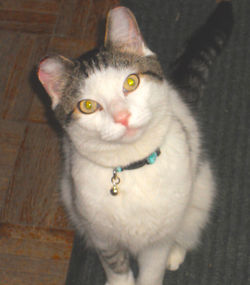 Ray lost cat found in Chicago by pet detective lost cat finder