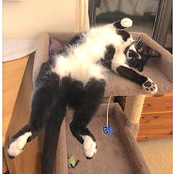 Cat jumped off Balcony