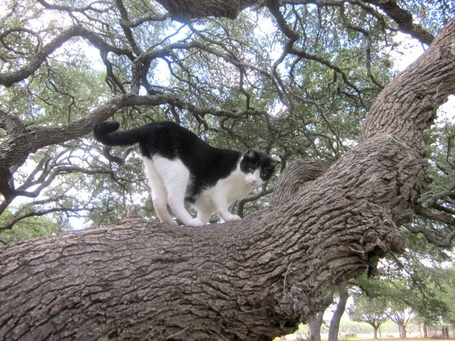 Henry in tree Sept 6.jpg