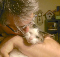 Lost cat found pet detective tips austin