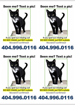 Lost cat flyer template free pet detective