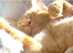 Lost cat found New Jersey pet detective