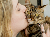 Indoor cat lost found w cat detective coaching