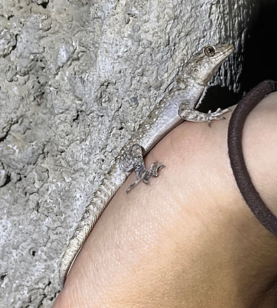 gecko_edited.jpg